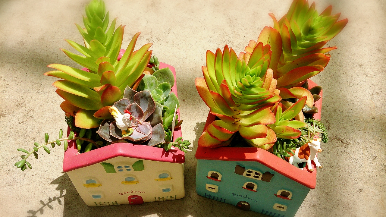 多肉植物の寄せ植え☆