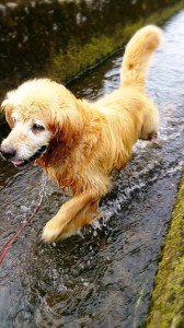 10524683_657973207614082_8116835900491664255_n