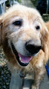 2014-08-01-14-14-35_deco