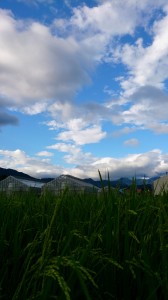 LINEcamera_share_2014-08-12-06-20-11