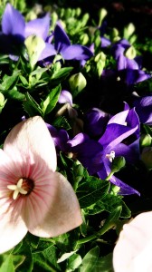 LINEcamera_share_2014-08-28-06-12-52