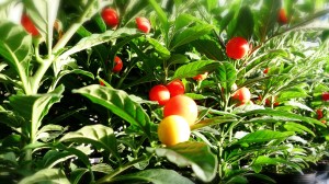 LINEcamera_share_2014-08-28-06-13-49