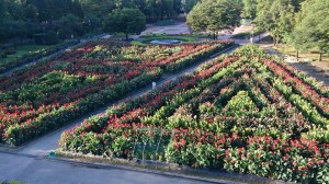 10647010_678991712178898_5468726804503844030_n