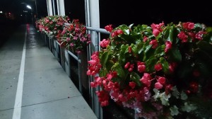 10690340_684799294931473_6541771682751657036_n