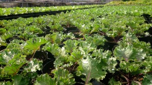 2014-09-18-06-36-31_deco