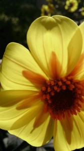 10641135_695497597194976_6025754972680453090_n