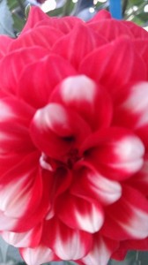 10703697_695497557194980_8902224098805880368_n