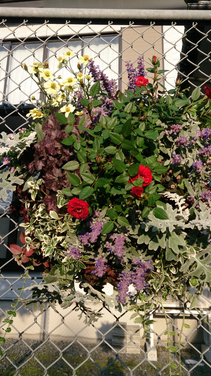 バラ展のハンギングバスケット