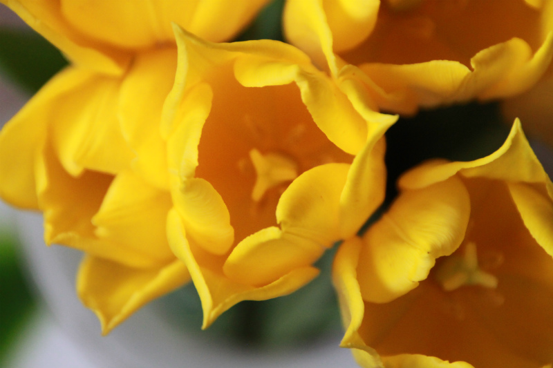 ハンギングバスケット審査会