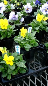 LINEcamera_share_2014-10-18-11-26-52