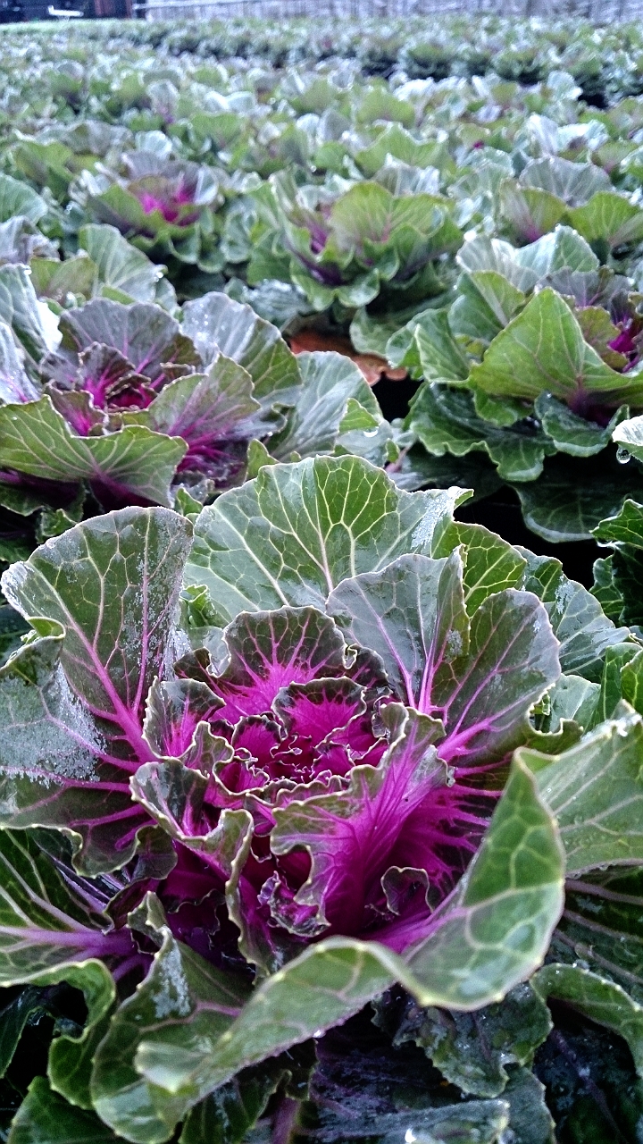 葉ボタンも紅葉(笑)