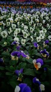 LINEcamera_share_2014-10-22-19-31-48