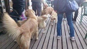 .facebook_1413805673239