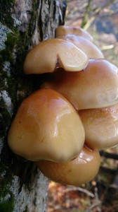 10320433_710072999070769_7346778998032461864_n