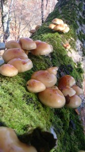 10373849_710072979070771_2307351454462308954_n