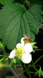 10393922_715735171837885_6759438324985914618_n