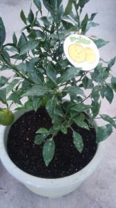 10418947_709642985780437_920786054083985277_n