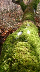 10477449_710073115737424_1628048502122016438_n