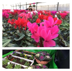 1471146_557967710962942_232112302_n