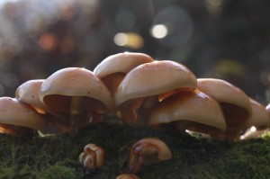 1502607_710409765703759_6895042383384877101_o