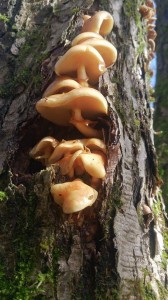 1779211_710073292404073_9142538632125691113_n