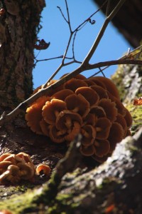 1966061_710410269037042_6790302705616061407_o