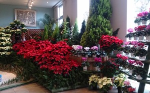 2014-11-19-10-31-19_deco