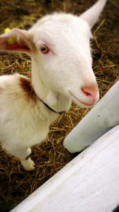 2014-11-29-08-07-22_deco