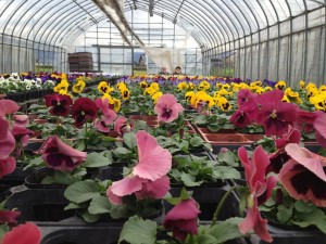 561582_377320852360963_1654482933_n