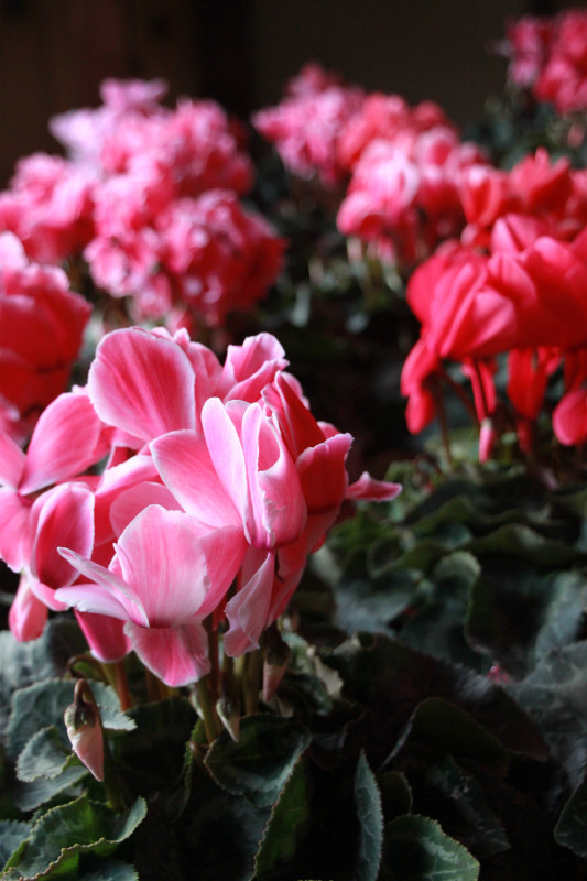 シクラメンステージ装花