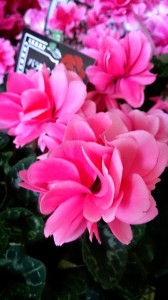 LINEcamera_share_2014-11-24-15-16-37