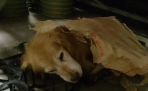 10007242_721627657915303_6062540733380790024_o