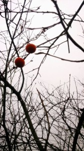 10624602_719075111503891_7831042923991504229_n