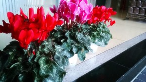 10864131_730125367065532_1453394399_o