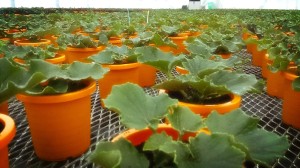 10886248_736111916466877_1260404631_o