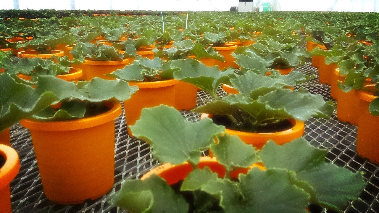 サイネリア一生懸命