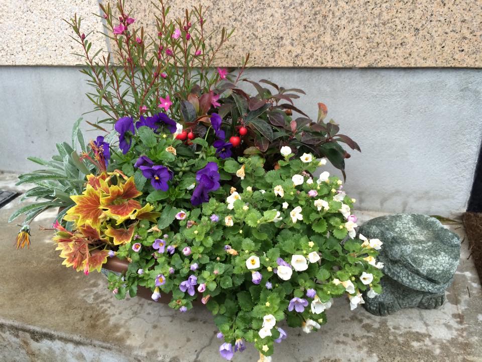 寄せ植えその後