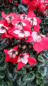 LINEcamera_share_2014-12-04-07-15-10