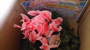 LINEcamera_share_2014-12-04-07-16-00