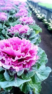 LINEcamera_share_2014-12-06-07-15-12