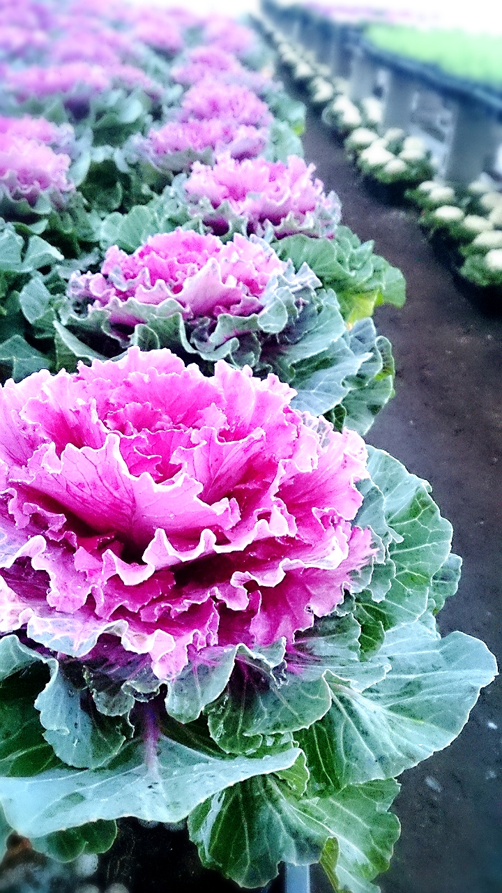 一気に降りました