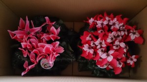 LINEcamera_share_2014-12-18-22-46-26