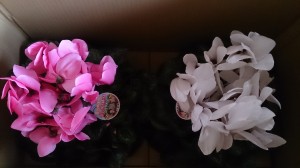 LINEcamera_share_2014-12-18-22-50-59