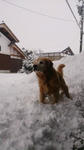 10421185_747046808706721_8209912592617640974_n