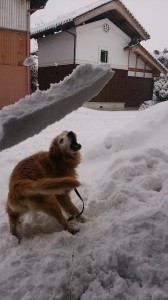 10462727_747045488706853_7515564649531993817_n