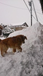 10632596_747043955373673_7683330347629059134_n