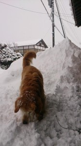 10636312_747043432040392_8983630269550798289_n