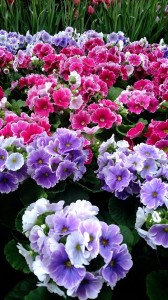 10872179_749397105138358_670304207_n