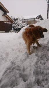 10891426_747043562040379_7728802732708817068_n