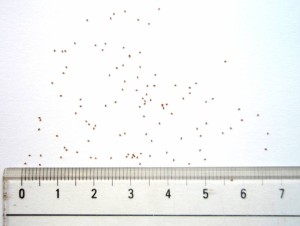 10899853_746566225421446_1202471707_n